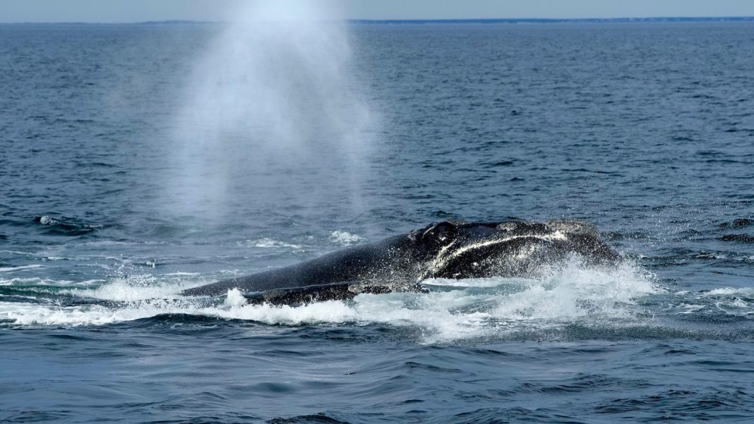 US ocean regulator faces criticism over changes to right whale protection rule