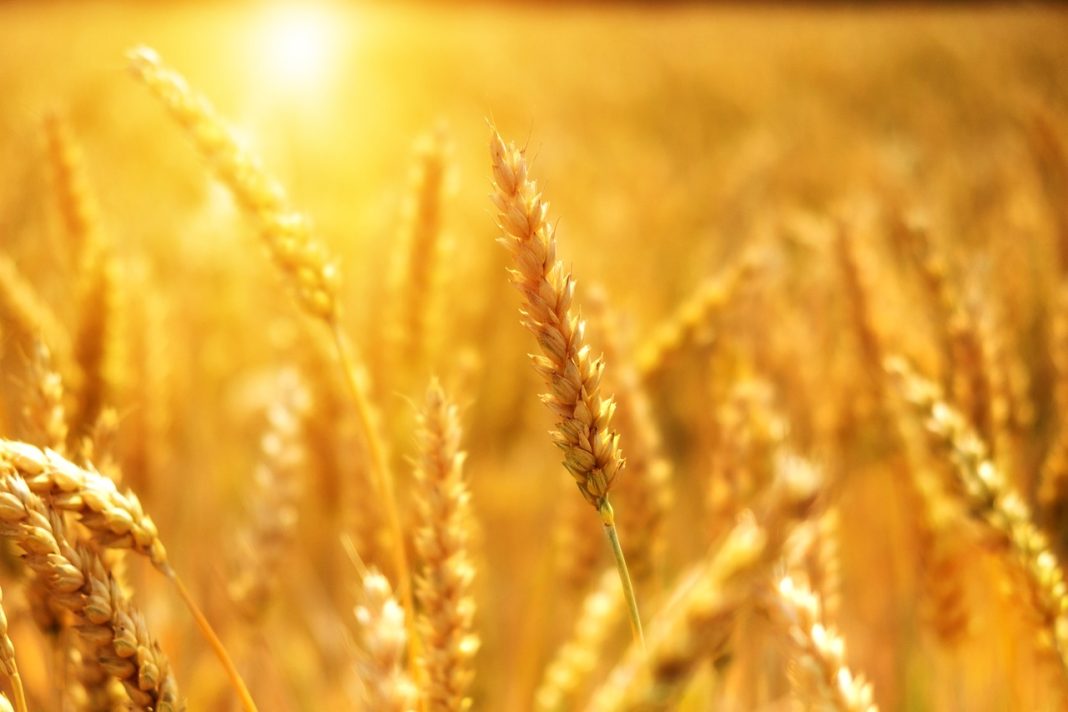 Wheat Rallying on Friday | Nasdaq