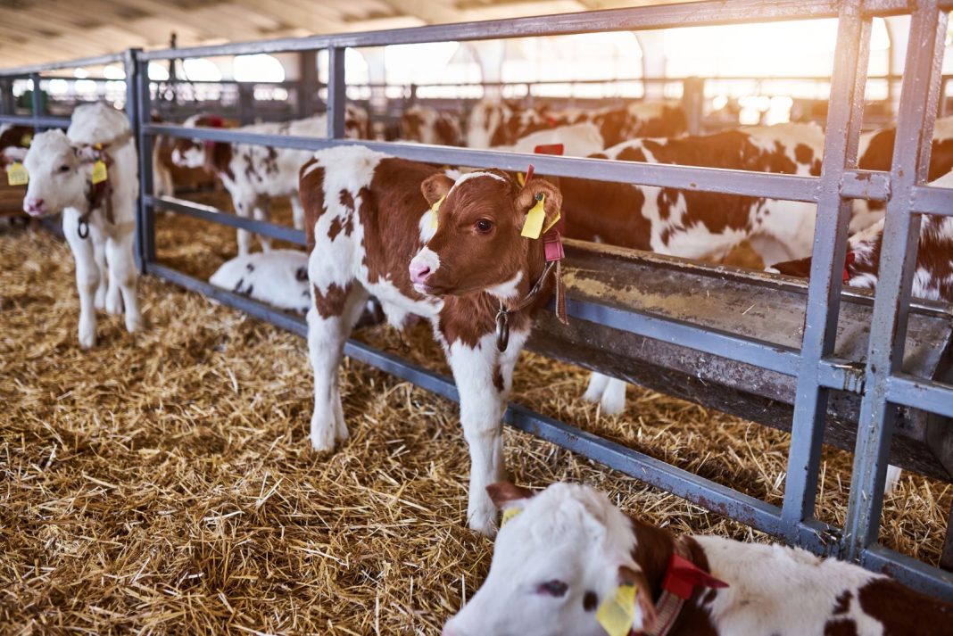 Cattle Falling Back on Border Reopening News