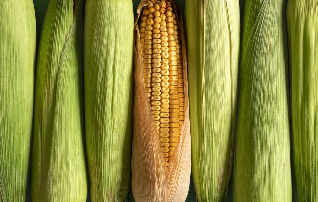Corn Extends Weakness to Wednesday