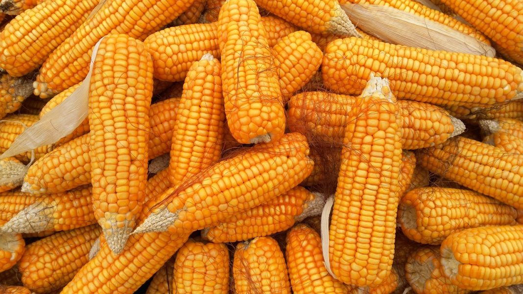 Corn Following Wheat Higher on Friday
