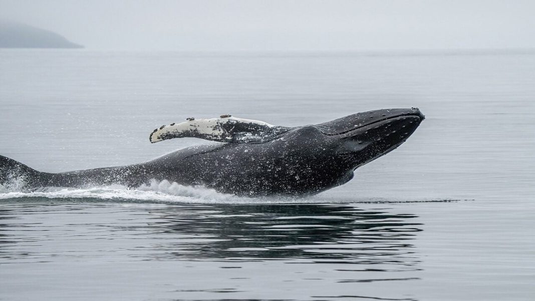 Ethereum Whale Capitulates After 3 Years, Losses Top $19 Million