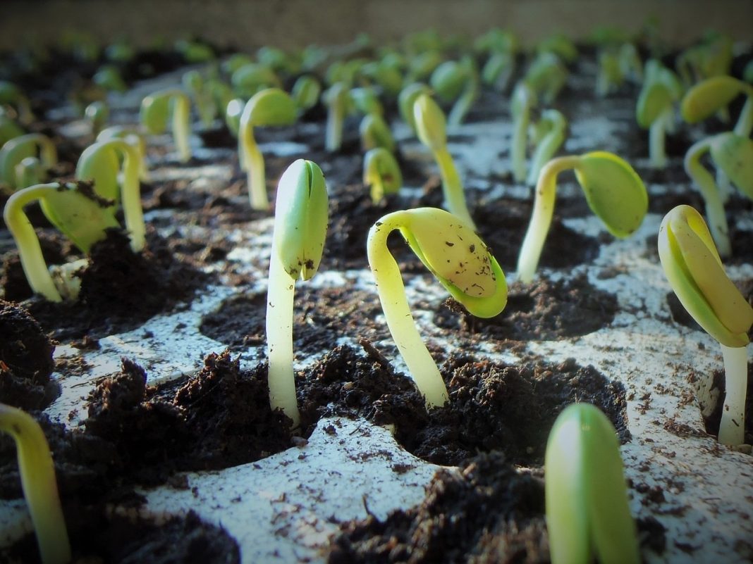 Soybeans Rally to the Teens on Tuesday Following EPA News, Ratings Drop
